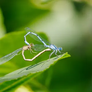 f5010 kaj johansson  love symbol of nature