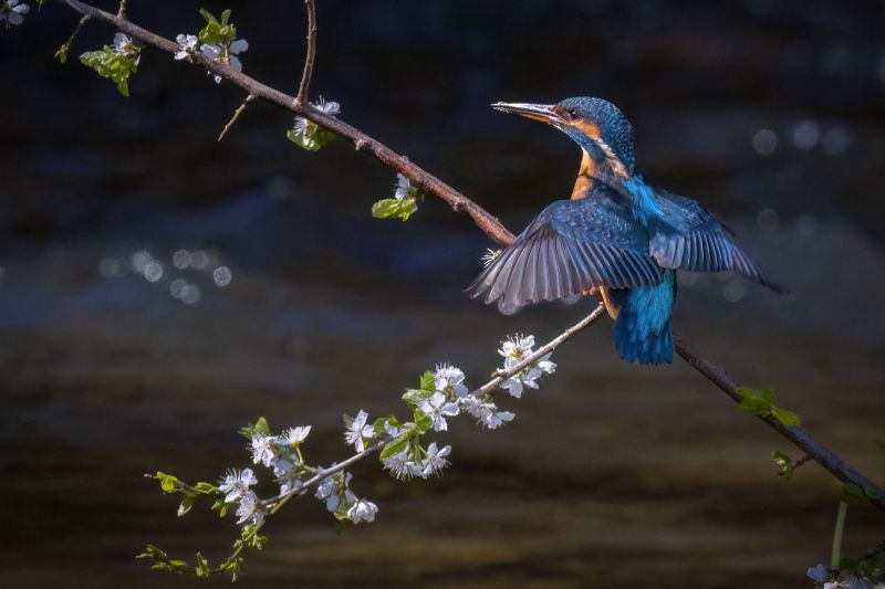 f8316 gilboa levi king fisher