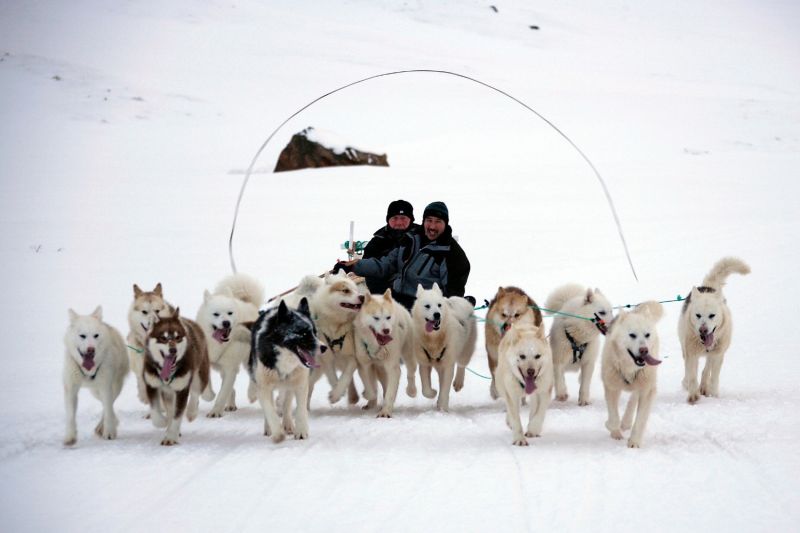 f1029 hans joern madsen gronlanske slaedehunde