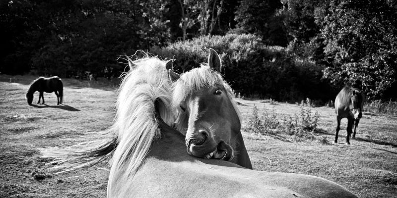 m6002 henrik r kristensen horse bite