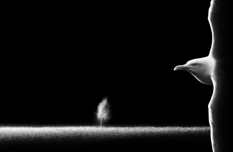 m6001   henrik r kristensen   seagul and tree