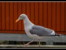 s8402b aage ole yssing