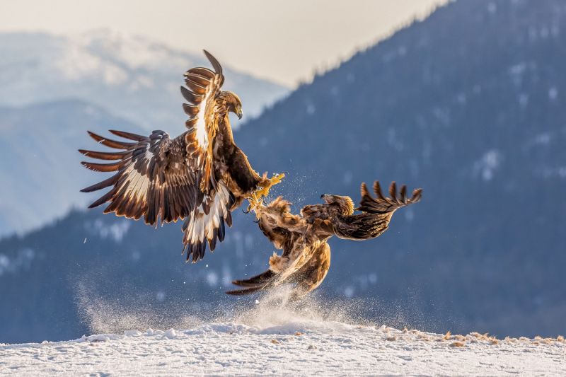 f9004    gilboa levi   golden eagle