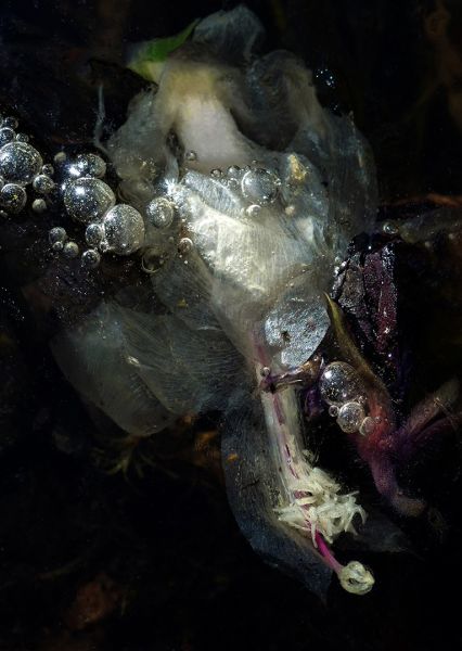 f8103 lars nyberg luftbobler under isen iii